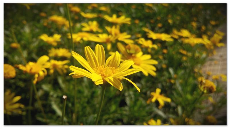 Yellow flower